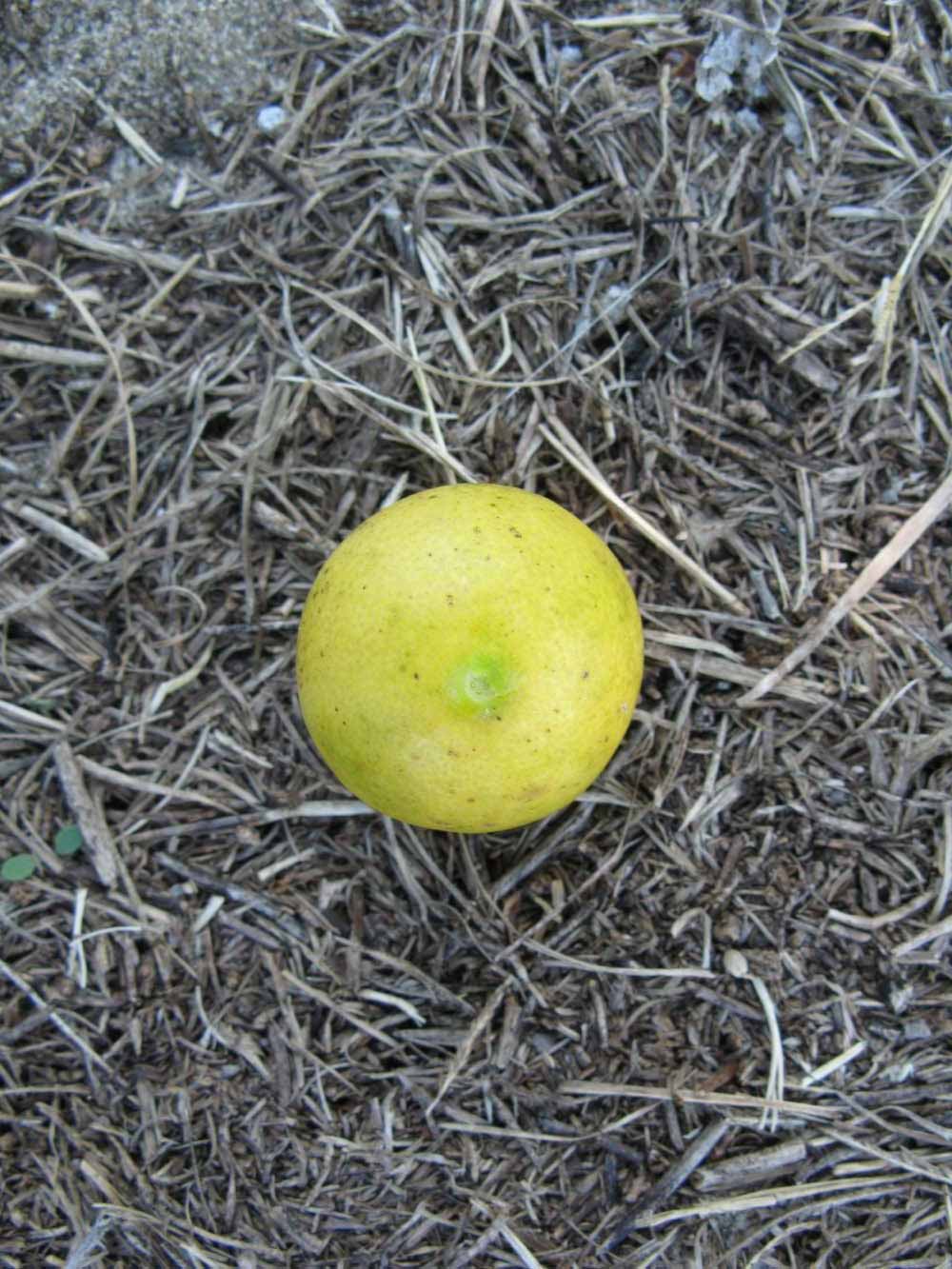              Fruit (Winter Haven, FL)       